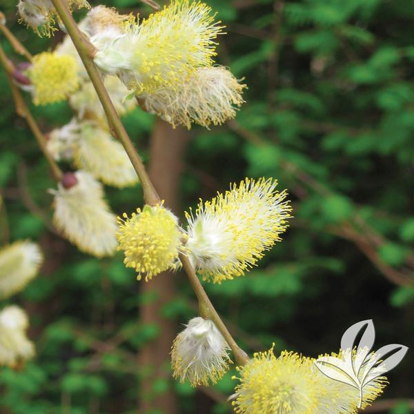 The Pussy Willow Tree 81