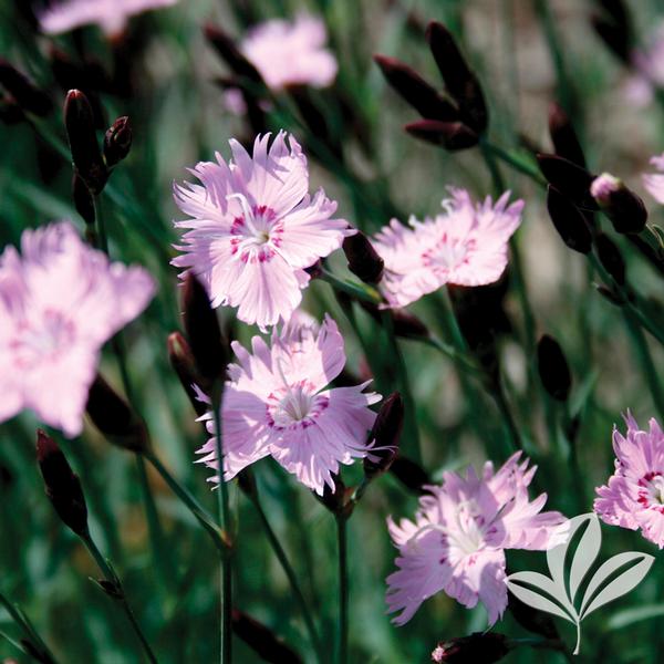 Dianthus Dianthus Gratianopolitanus Bath S Pink Bath S Pink Dianthus From Greenleaf Nursery