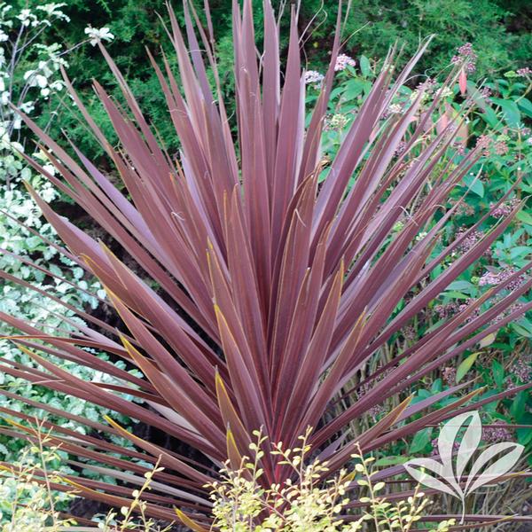 Cordyline Cordyline australis 'Red Star' RED STAR CORDYLINE from ...