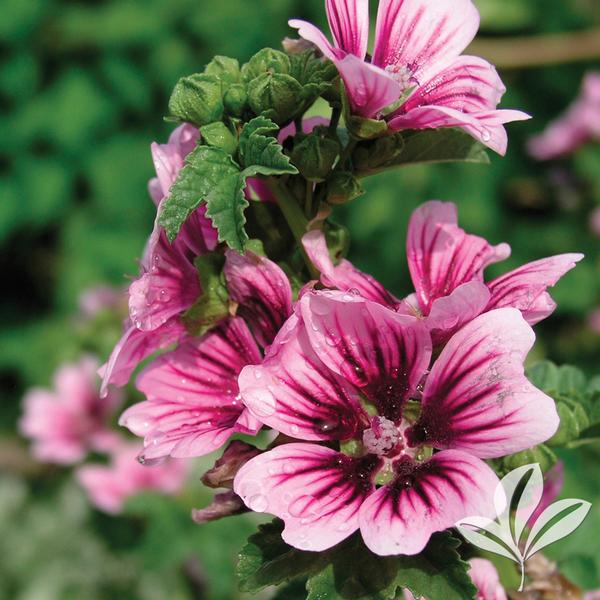 Image of Rose mallow and hollyhocks