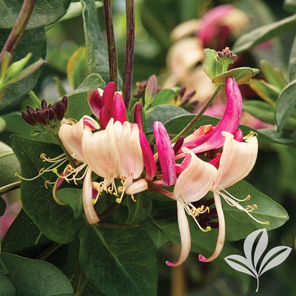 Lonicera Lonicera periclymenum 'Inov86' PEACHES AND CREAM HONEYSUCKLE