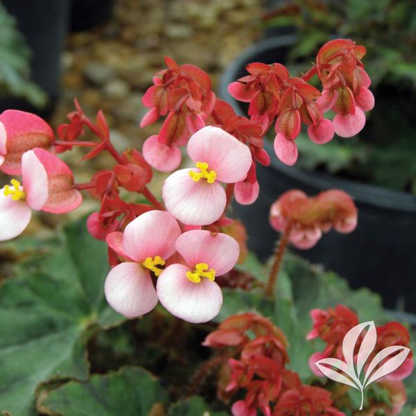 Begonia Begonia Dotties Eyelashes Dotties Eyelashes Begonia From Greenleaf Nursery