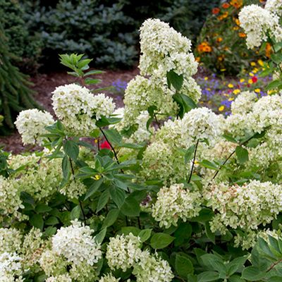 28 Best Designer Plants Images Plants Garden Plants Planting