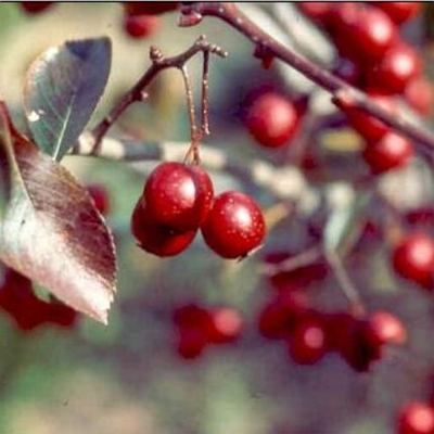 Crataegus Crataegus Crus Galli Inermis Cruzam Crusader R Hawthorn Tree Form From Greenleaf Nursery