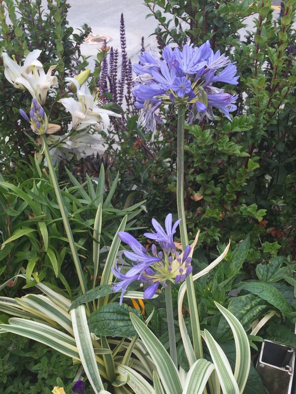 agapanthus africanus ponto s queen of the nile queen of agapanthus africanus ponto s queen of the nile queen of