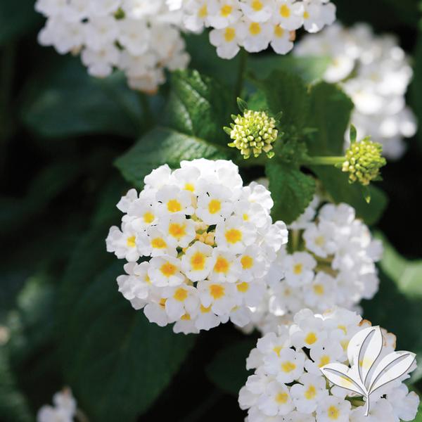 Lantana