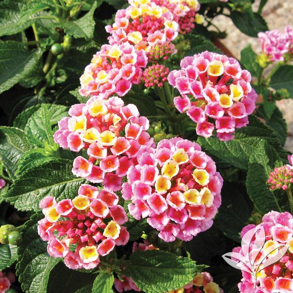 Lantana camara 'Evita Pink' EVITA(R) PINK LANTANA from Greenleaf Nursery