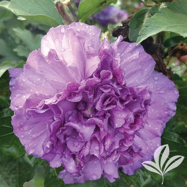 See the source image