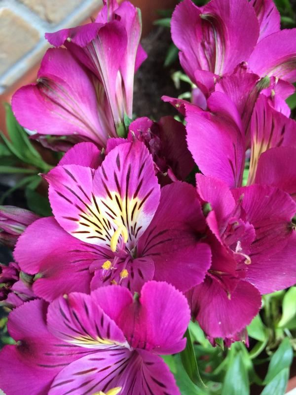 Alstroemeria Zaprilou Louise R Princess Lily Pp21011 From Alstroemeria Zaprilou Louise R Princess Lily Pp21011 From Greenleaf Nursery