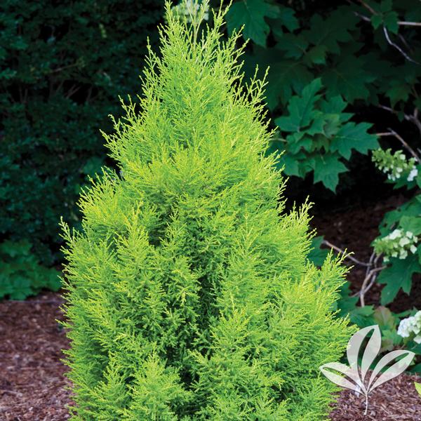 Cupressus macrocarpa 'Wilma Goldcrest Lemon Cypress from Greenleaf Nursery