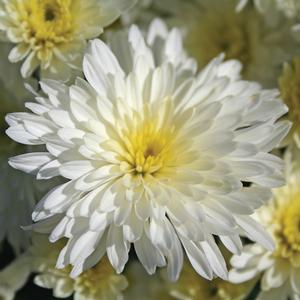 Chrysanthemum Chrysanthemum 'Bertha White' Bertha™ White Garden Mum ...