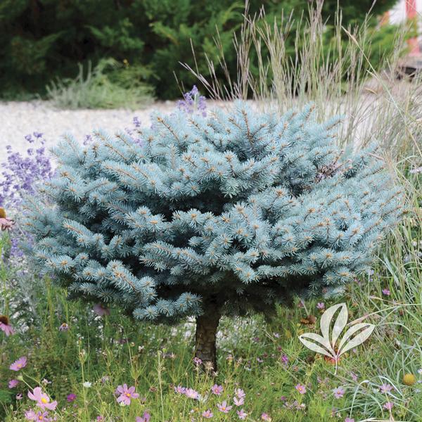 ubetalt hærge materiale Picea Picea pungens 'Glauca Globosa'-High Graft Dwarf Blue Spruce Globe  High-Graft from Greenleaf Nursery