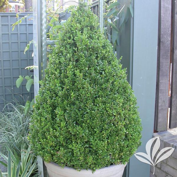 Buxus Buxus microphylla 'Faulkner' FAULKNER BOXWOOD CONE