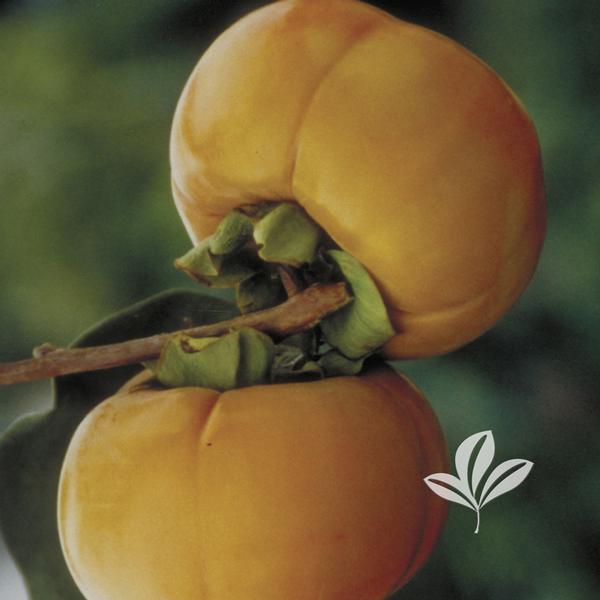 Diospyros Diospyros kaki 'Fuyu' Fuyu Japanese (Jiro Type