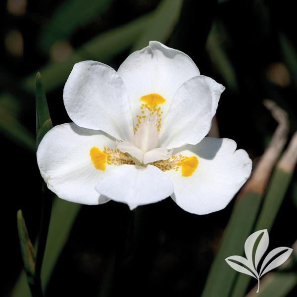 Dietes iridiodes 'Orange Drop' DROP BUTTERFLY IRIS from Greenleaf Nursery