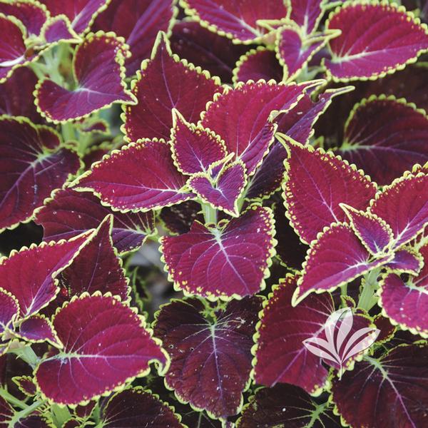 Coleus Coleus 'Broad Street' MAINSTREET BROAD STREET(TM ...