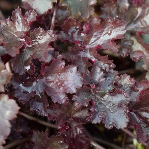 patologisk barbering Adskillelse Heuchera Heuchera 'Black Sea' Black Sea Coral Bells from Greenleaf Nursery