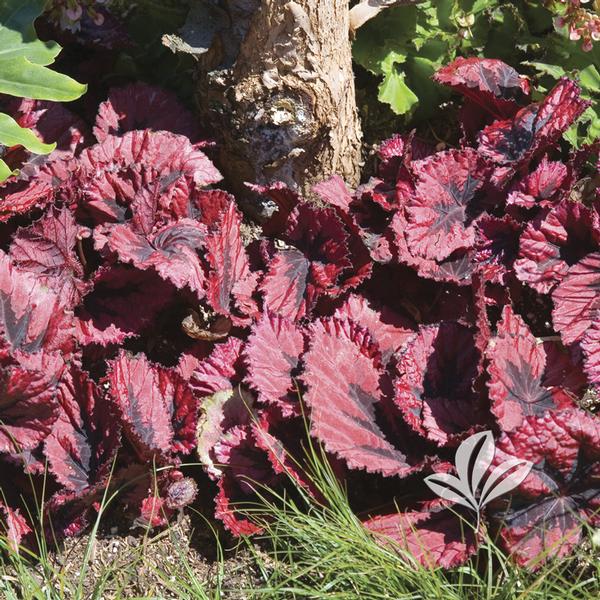 Meget Instrument Stå op i stedet Begonia Begonia 'Red Robin' HARMONY'S RED ROBIN BEGONIA from Greenleaf  Nursery