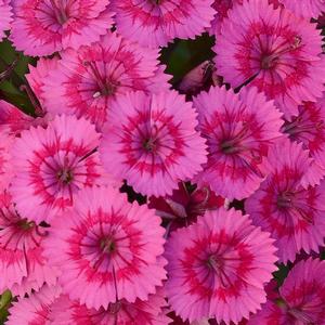 Dianthus Dianthus barbatus interspecific 'PAS970056' Jolt™ Pink ...