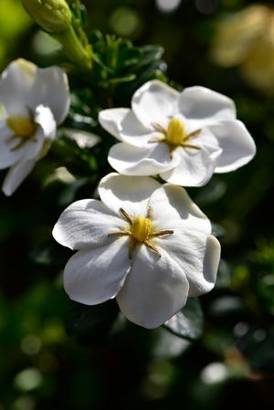 Gardenia Gardenia jasminoides 'WAH-SG' SNOW GLOBE(TM) GARDENIA PPAF from  Greenleaf Nursery