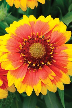 Spintop copper online sun blanket flower