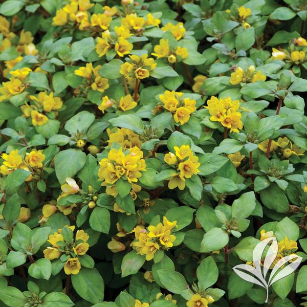Lysimachia Lysimachia procumbens 'Golden Globes' GOLDEN ...