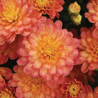 Jacqueline Pink Fusion Chrysanthemum (Chrysanthemum 'Jacqueline Pink Fusion')  in Reno Sparks Lake Tahoe Carson City Nevada NV at Moana Nursery