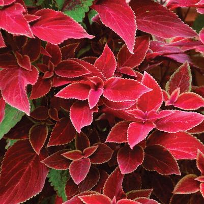 Coleus Coleus 'UF13424' Ruby Slippers Coleus from Greenleaf Nursery