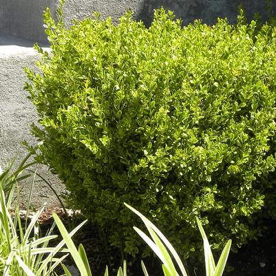 Buxus Buxus microphylla 'PEERGOLD' GOLDEN DREAM BOXWOOD ...