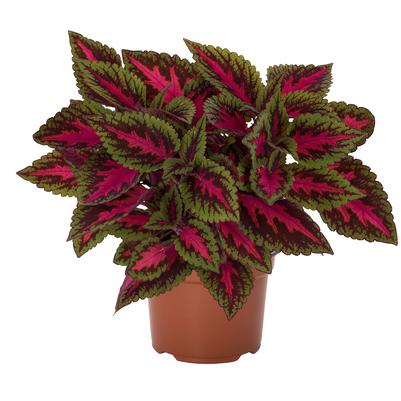 Coleus Coleus 'Ruby Road' Mainstreet Ruby Road™ Coleus from Greenleaf ...