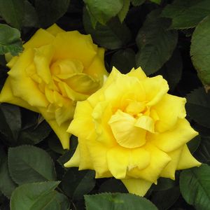 Rosa Rosa 'Nacogdoches' Grandma's Yellow Rose from Greenleaf Nursery