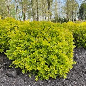 Spiraea japonica 'Golden Select' 