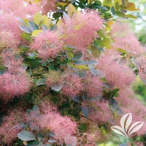 Cotinus x 'Grace' 