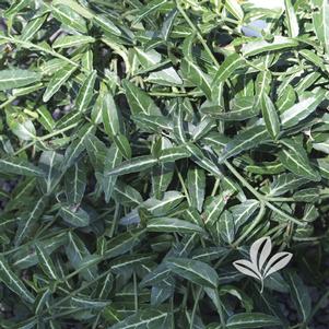 Euonymus fortunei 'Wolong Ghost' 