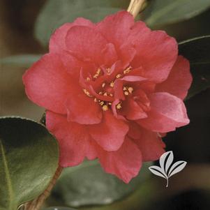 Camellia sasanqua 'Bonanza' 