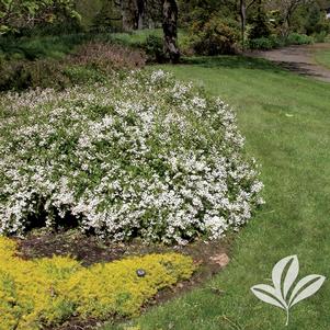 Deutzia gracilis 'Nikko' 