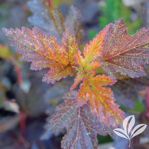 Physocarpus opulifolius 'Center Glow' 