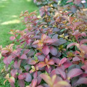 Weigela florida 'Verweig9' 