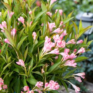 Weigela x 'Slingpink' 