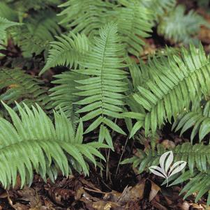 Dryopteris atrata 