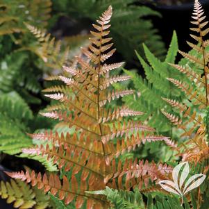 Dryopteris erythrosora 