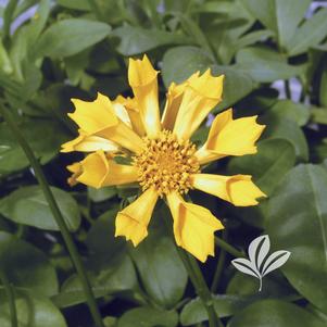 Coreopsis auriculata 'Zamphir' 