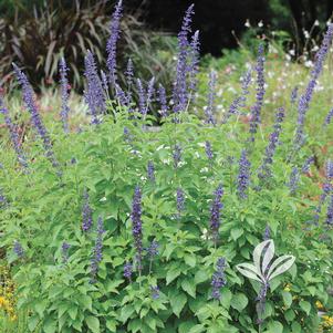 Salvia 'Balsalmisp' 