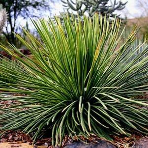 Agave gemini flora 