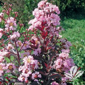 Lagerstroemia indica 'Whit VIII' 