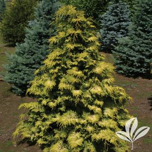 Chamaecyparis obtusa 'Crippsii' 