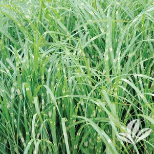 Miscanthus sinensis 'Little Zebra' 