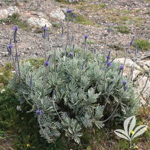 Lavandula pinnata 