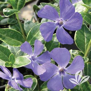 Vinca minor 'Ralph Shugert' 