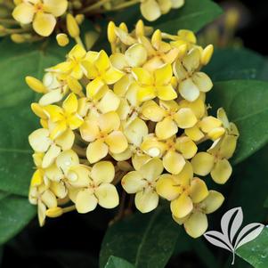 Ixora coccinea 'Sunset' 